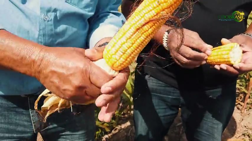 Agricultor avaliando uma espiga de milho durante acompanhamento técnico